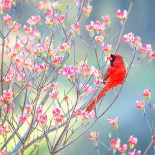 Pink and red spring wallpaper