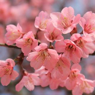 Pink and red spring wallpaper