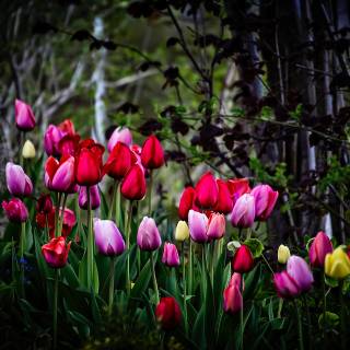 Pink and red spring wallpaper