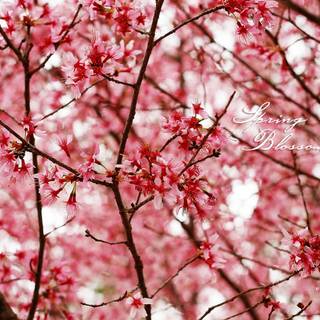 Pink and red spring wallpaper