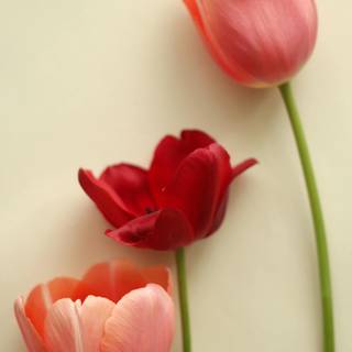 Pink and red spring wallpaper