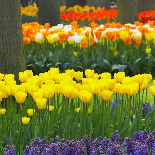 1600x900 spring garden wallpaper