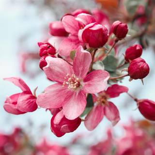 Pink and red spring wallpaper