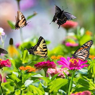 1600x900 spring garden wallpaper