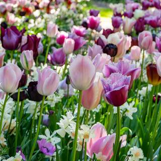 1600x900 spring garden wallpaper