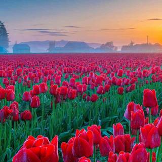 1600x900 spring garden wallpaper