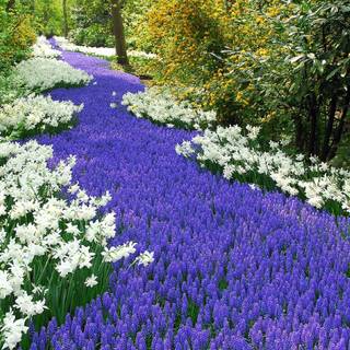 1600x900 spring garden wallpaper