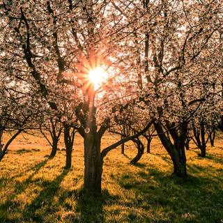 1600x900 spring garden wallpaper