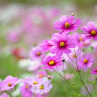 1600x900 spring garden wallpaper