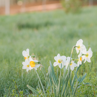 1600x900 spring garden wallpaper