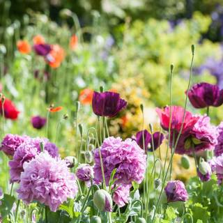 1600x900 spring garden wallpaper