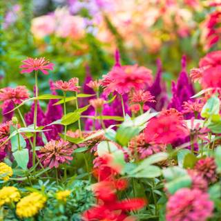 1600x900 spring garden wallpaper