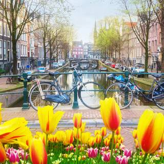 Bicycle spring PC wallpaper