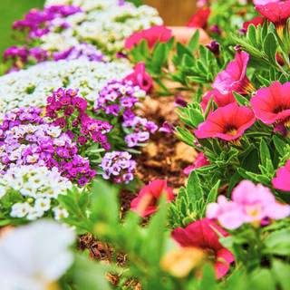 1600x900 spring garden wallpaper