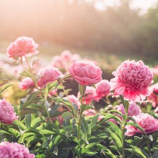 1600x900 spring garden wallpaper