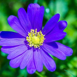 1600x900 spring garden wallpaper