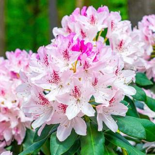 1600x900 spring garden wallpaper