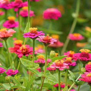 1600x900 spring garden wallpaper