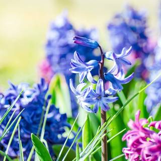 1600x900 spring garden wallpaper