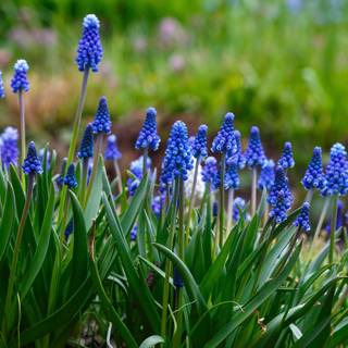 1600x900 spring garden wallpaper