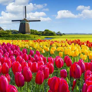 Dutch landscape wallpaper