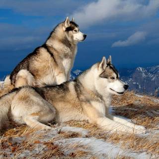 Husky collage laptop wallpaper