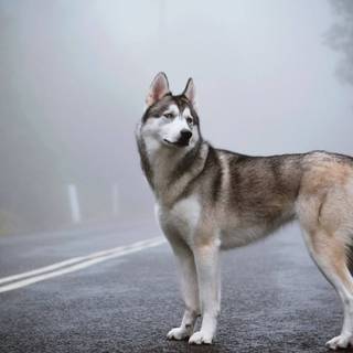 Husky collage laptop wallpaper