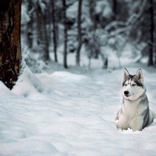 Husky collage laptop wallpaper