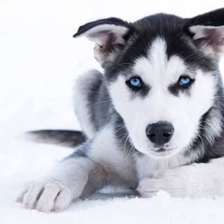 Husky collage laptop wallpaper