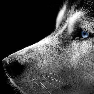 Husky collage laptop wallpaper