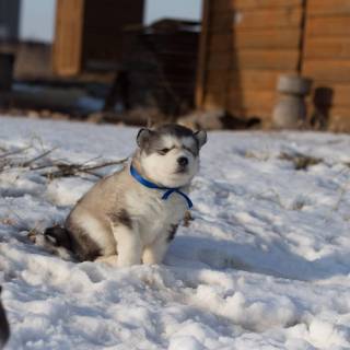Husky collage laptop wallpaper