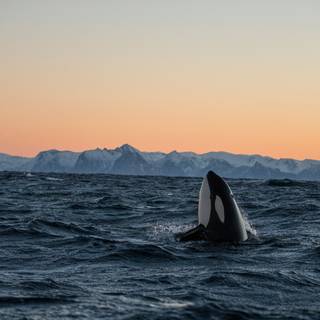 Orca The Killer Whale wallpaper