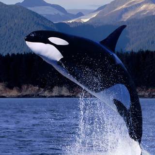 Orca The Killer Whale wallpaper