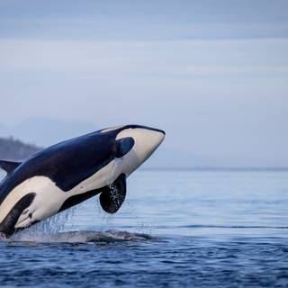 Orca The Killer Whale wallpaper