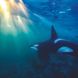 Orca The Killer Whale wallpaper