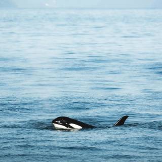 Orca The Killer Whale wallpaper