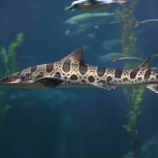 Leopard shark wallpaper