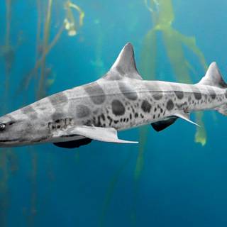 Leopard shark wallpaper