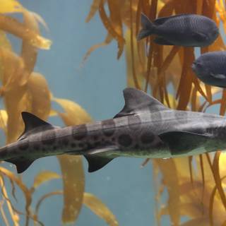 Leopard shark wallpaper