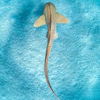 Leopard shark wallpaper