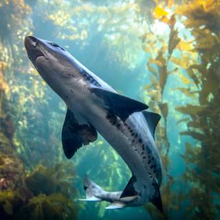 Leopard shark wallpaper