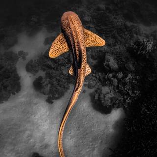 Leopard shark wallpaper