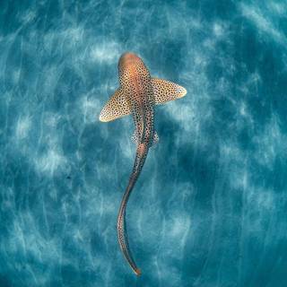 Leopard shark wallpaper