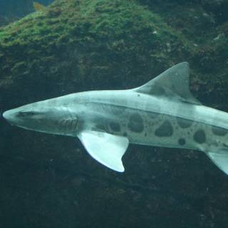 Leopard shark wallpaper