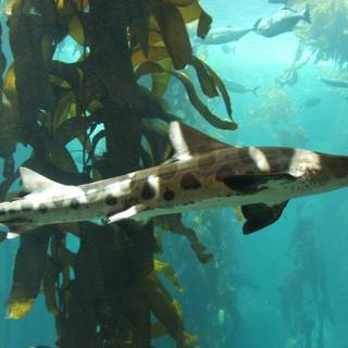 Leopard shark wallpaper