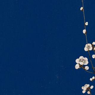 Blue Sakura wallpaper