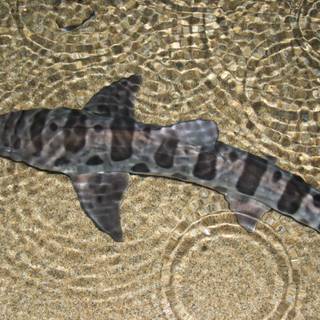Leopard shark wallpaper