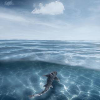 Leopard shark wallpaper