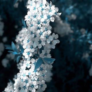 Blue Sakura wallpaper