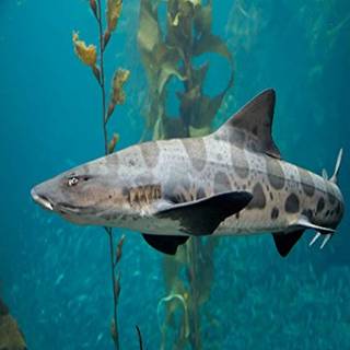 Leopard shark wallpaper